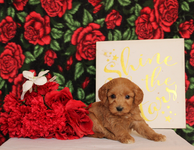 puppy, for, sale, Mini Goldendoodle F2, Matthew B. Stoltzfus, dog, breeder, Gap, PA, dog-breeder, puppy-for-sale, forsale, nearby, find, puppyfind, locator, puppylocator, aca